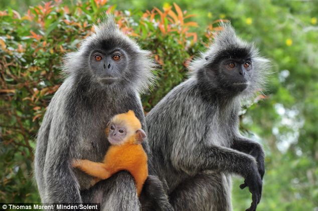 Image result for silver leaf monkey