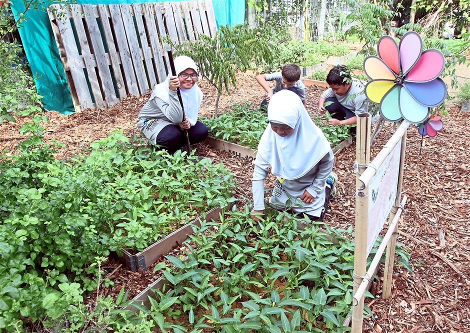At the primary school’s garden, students grow their own vegetables. Photo: The Star/Sam Tham