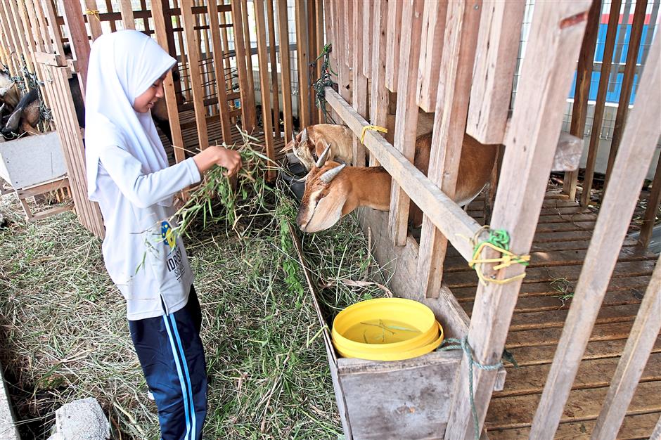 Practising care for animals. Photo: The Star/Sam Tham