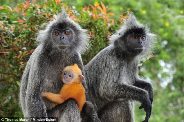 Image result for silverleaf monkey